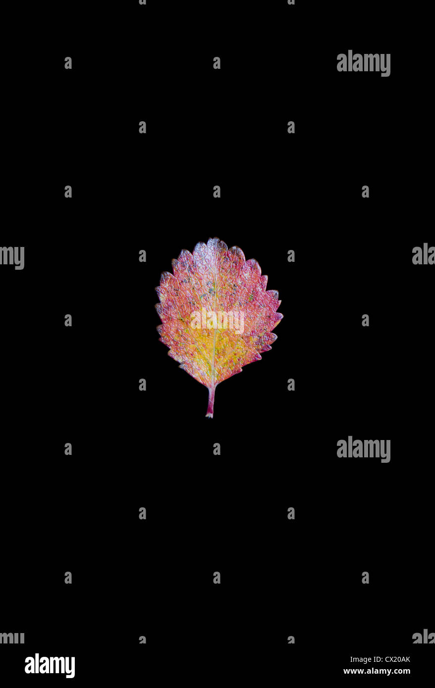 Zwerg-Birke Blätter (Betula Glandulosa oder Betula Nana) drehen Farbe im Herbst gegen einen schwarzen Hintergrund, Alaska, USA. Stockfoto