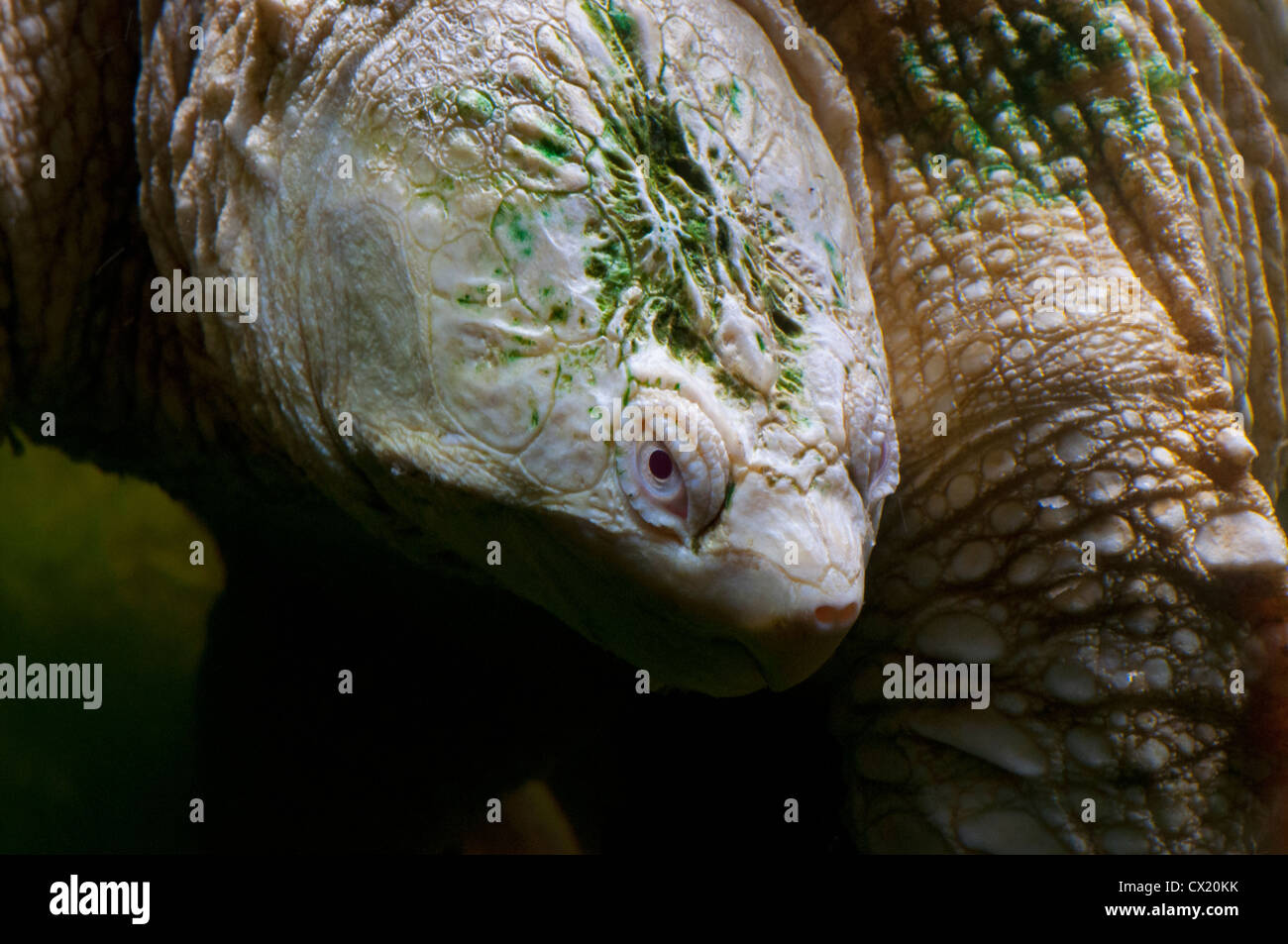 Albino Kanada Ökomuseum Quebec Reptil Snapper Schnappschildkröte Schildkröte Stockfoto