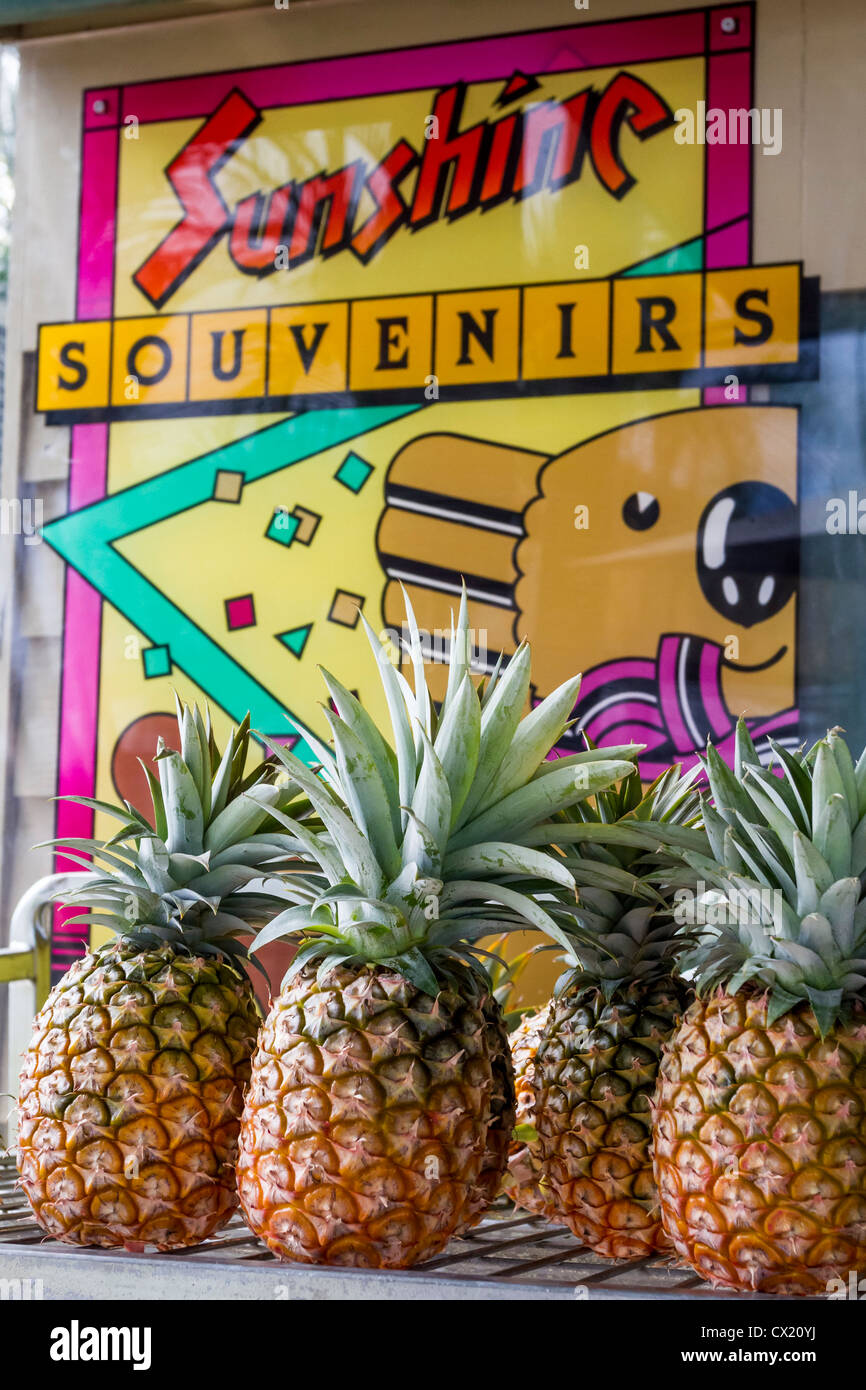 Ananas zum Verkauf an The Big Pineapple Stockfoto