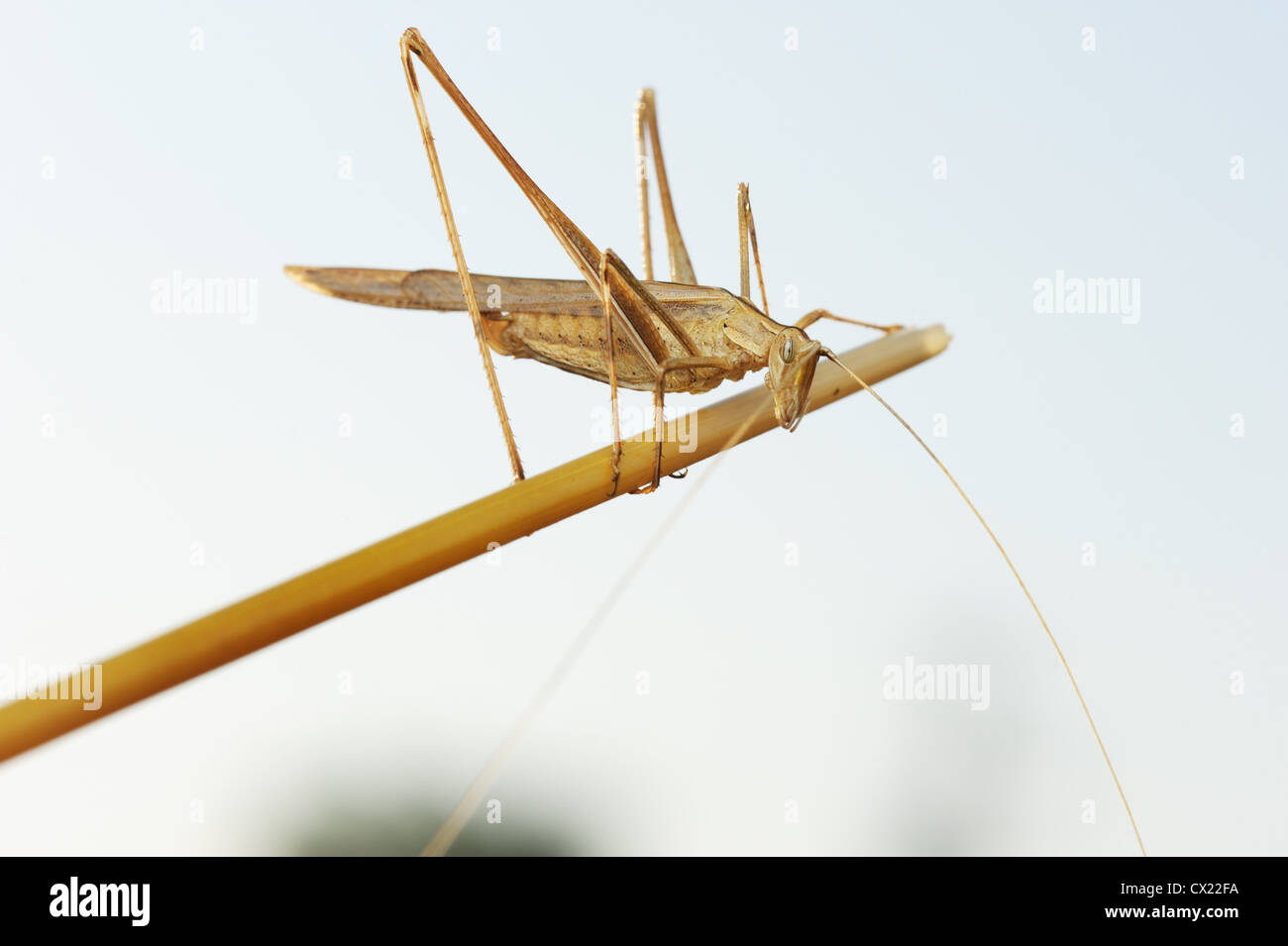 Gelbe Heuschrecke sitzt auf ein trockenes Stroh, gegen den Himmel geschossen. Stockfoto