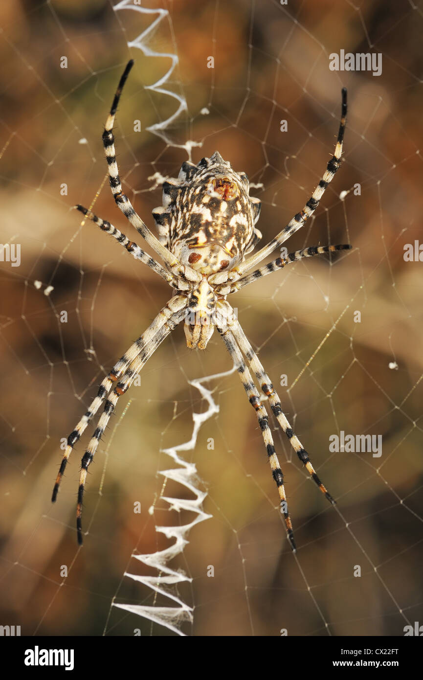 Spinne Wespenspinne gelappt im Web - bunte unteren Bauch wie auf eine bunte Wiese Stockfoto