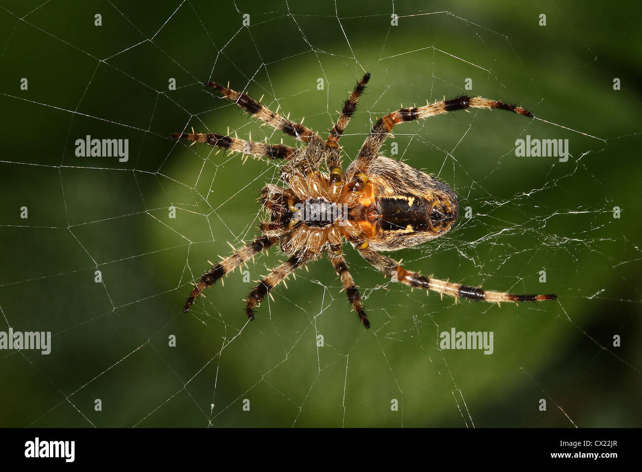Gemeinschaftsgarten oder Diadem Spider Orb Web. Stockfoto