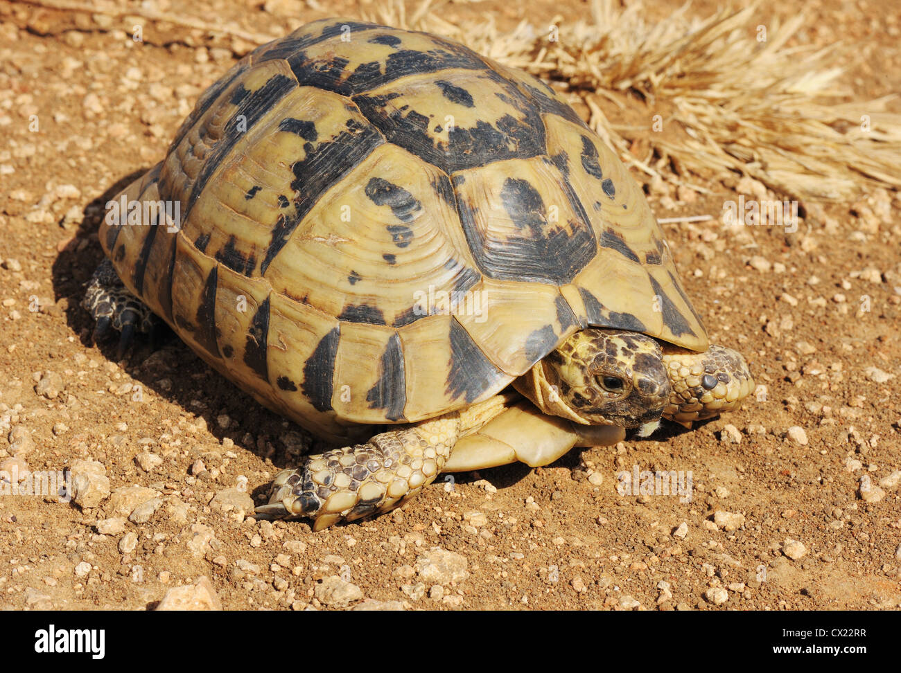 Eine Schildkröte mit einem gelb-schwarzen Panzer kriechen auf dem Boden Stockfoto