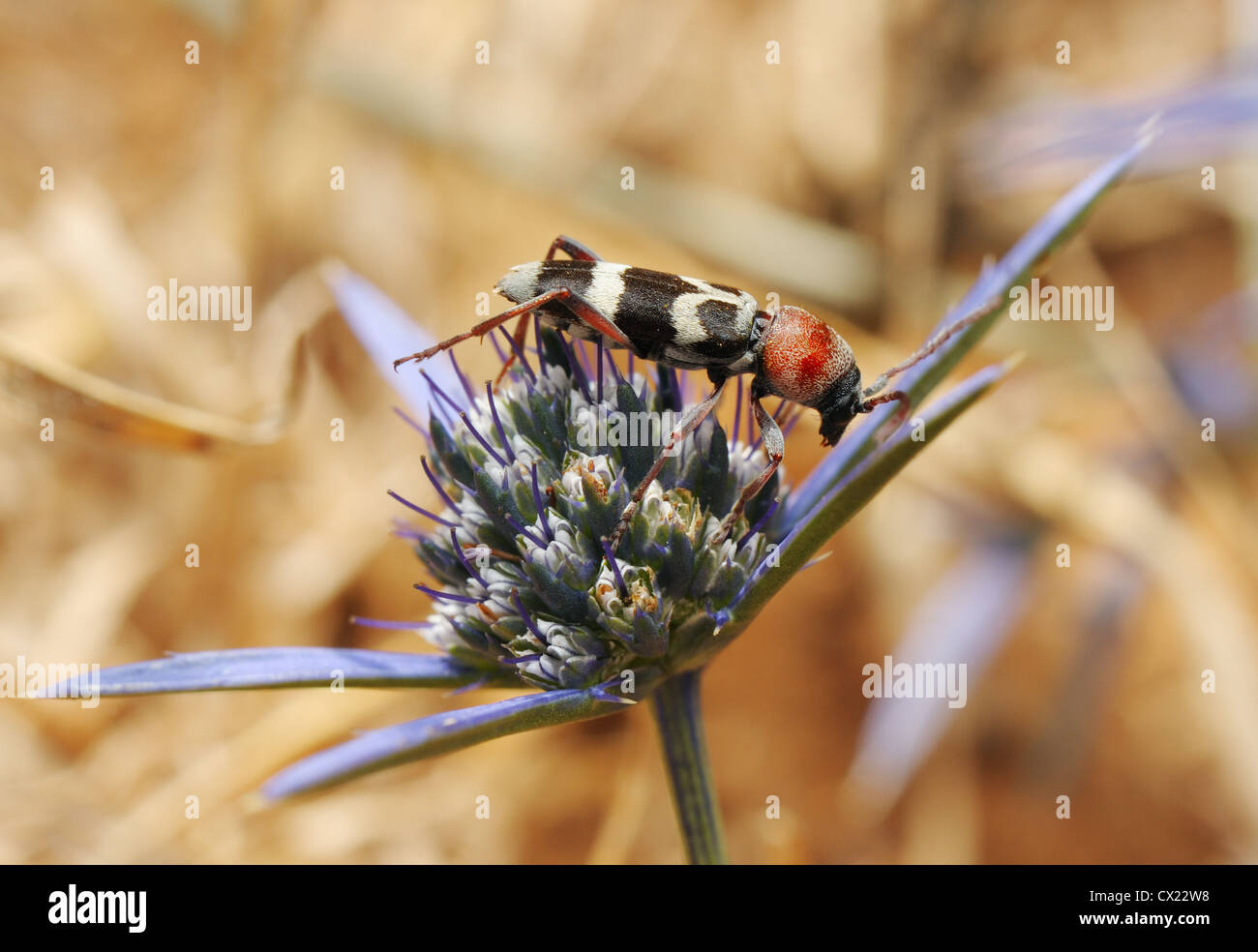 Ein wenig hell schwarz-rot-weiß-Longhorn Beetle auf einer Blume Stockfoto