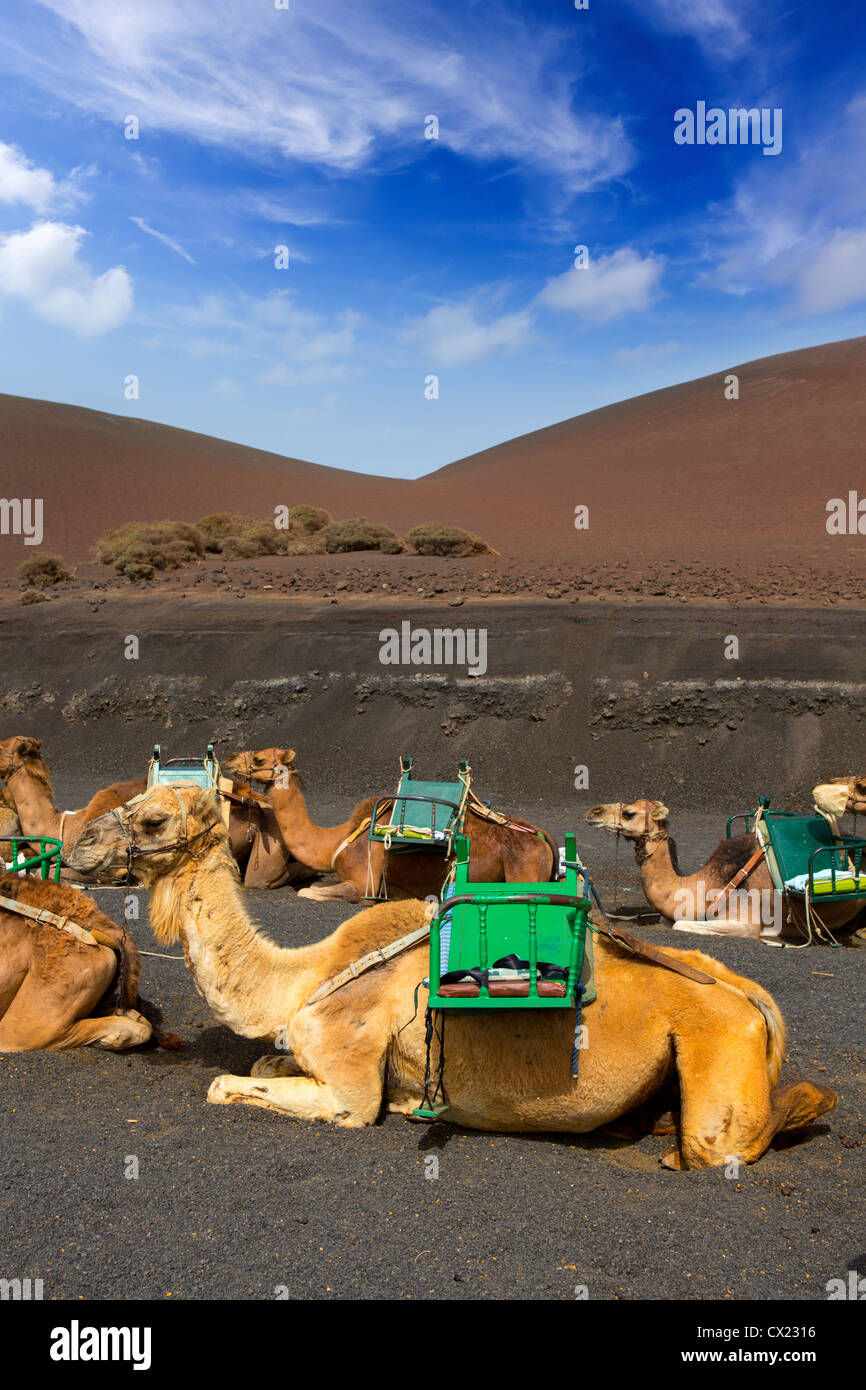 Kamel in Lanzarote Timanfaya Feuerberge auf den Kanarischen Inseln Stockfoto