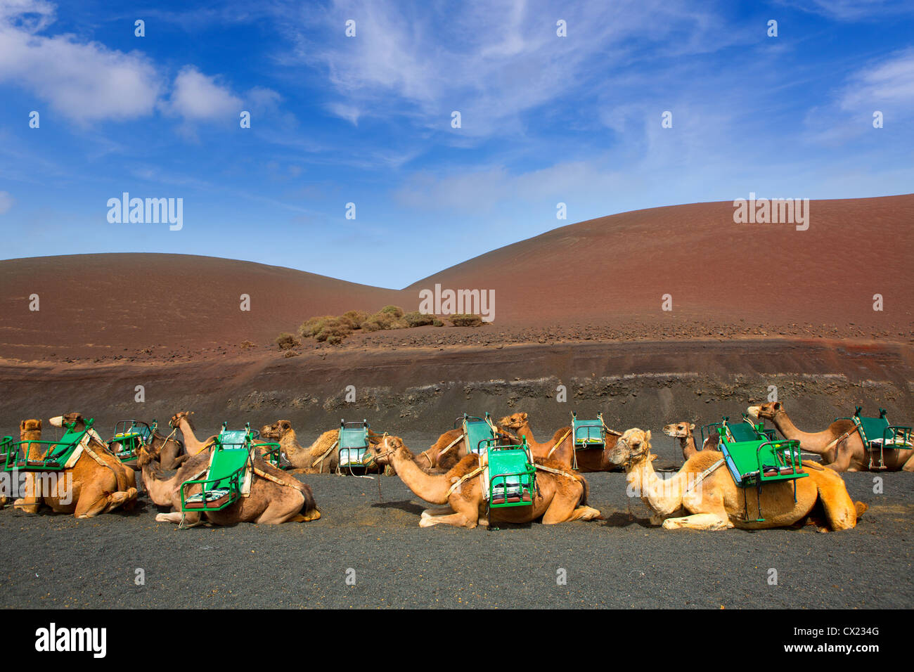 Kamel in Lanzarote Timanfaya Feuerberge auf den Kanarischen Inseln Stockfoto