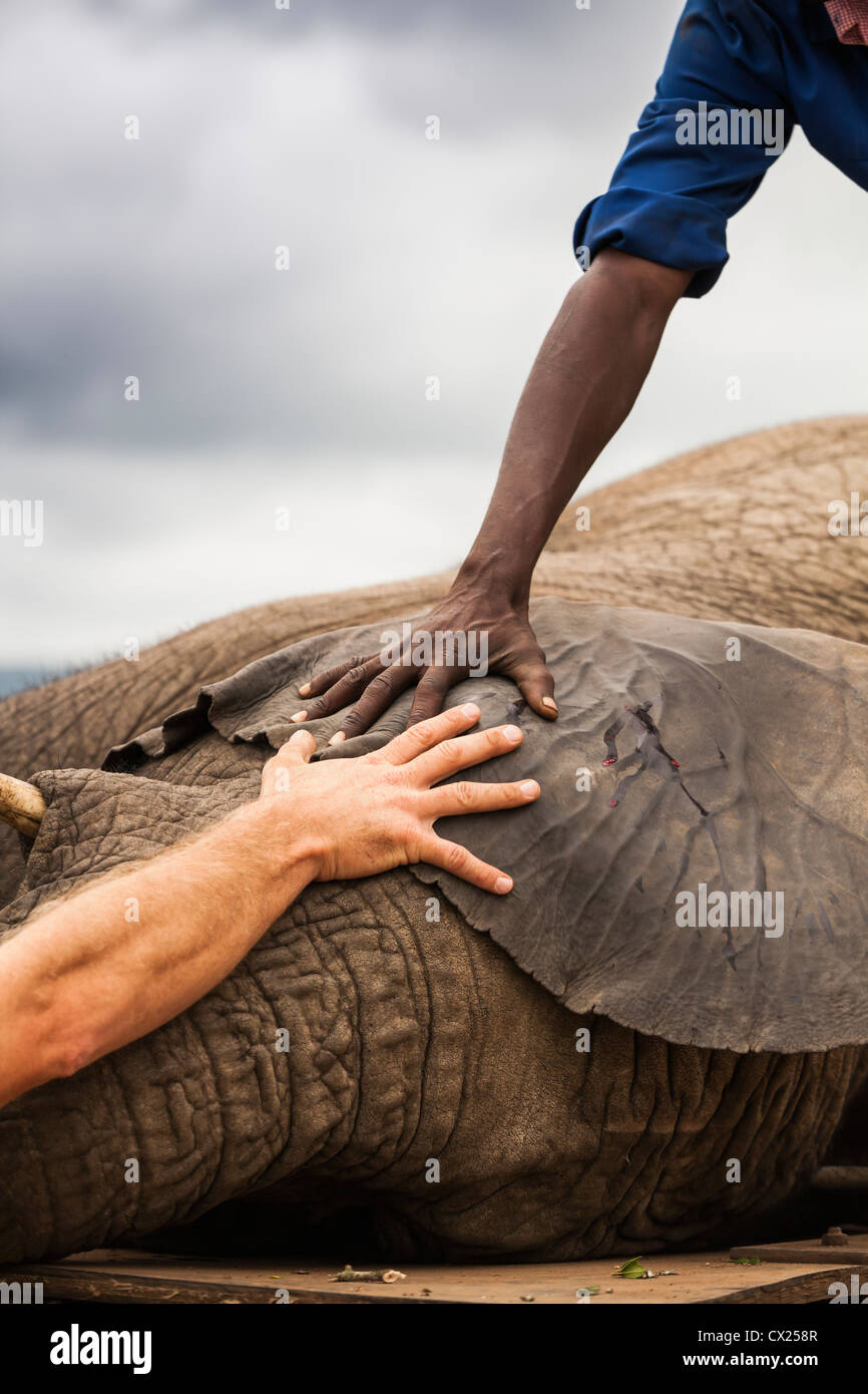 Bild der Darstellung, Teamwork und Einigung über Tier-und Umweltschutz Stockfoto