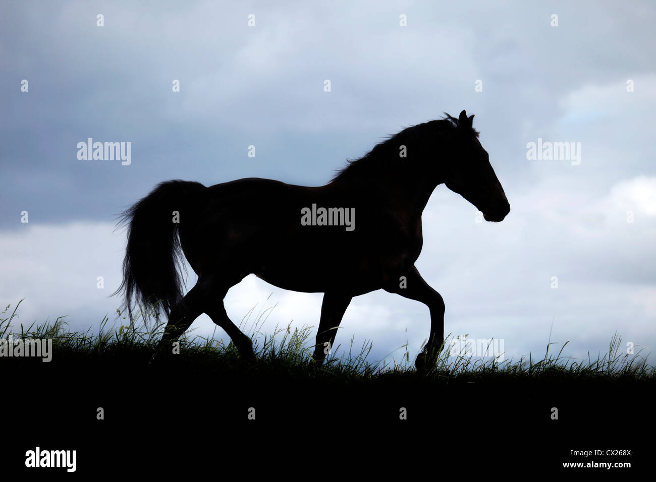 Schwarzes Pferd Stockfoto