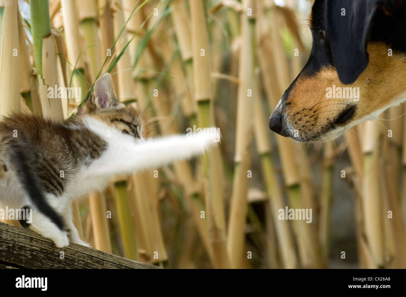 Kätzchen trifft Hund Stockfoto