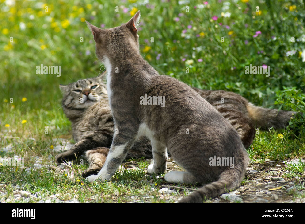 Zwei Katzen, die auf einer blühenden Wiese raufenden Stockfoto