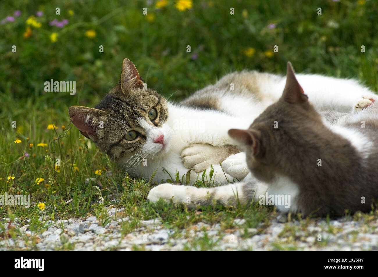 Zwei junge Katzen, die auf einer blühenden Wiese raufenden Stockfoto