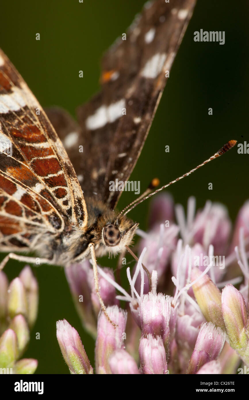 Schmetterling Stockfoto