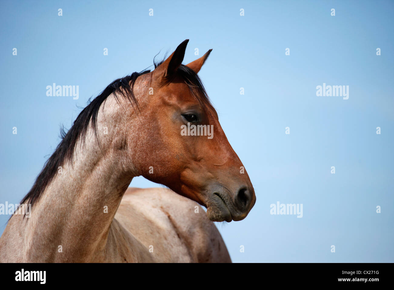 Quarter Horse Portrait Stockfoto