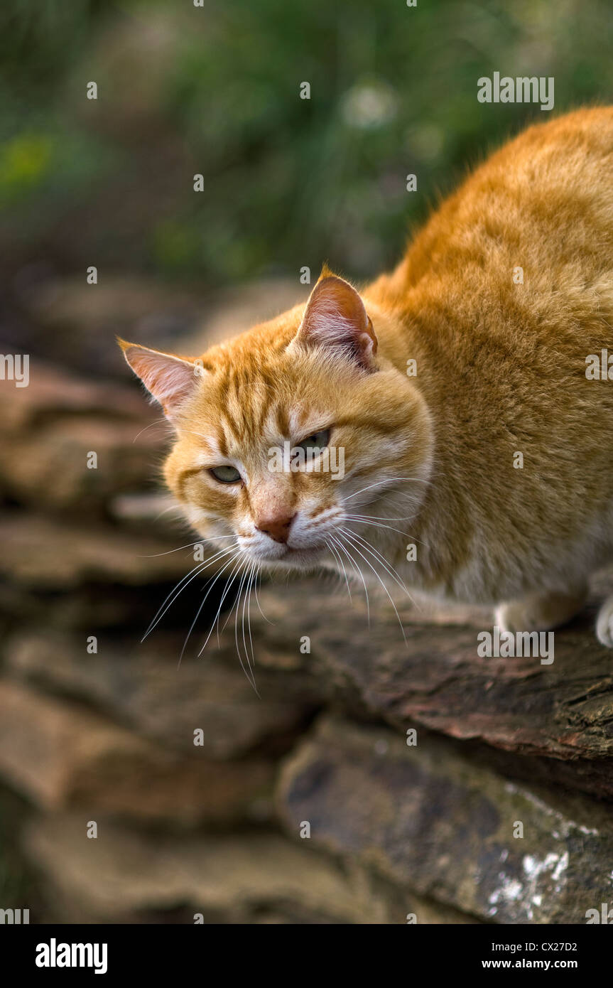 Ingwer Katze lauern auf Steinmauer im Garten Stockfoto