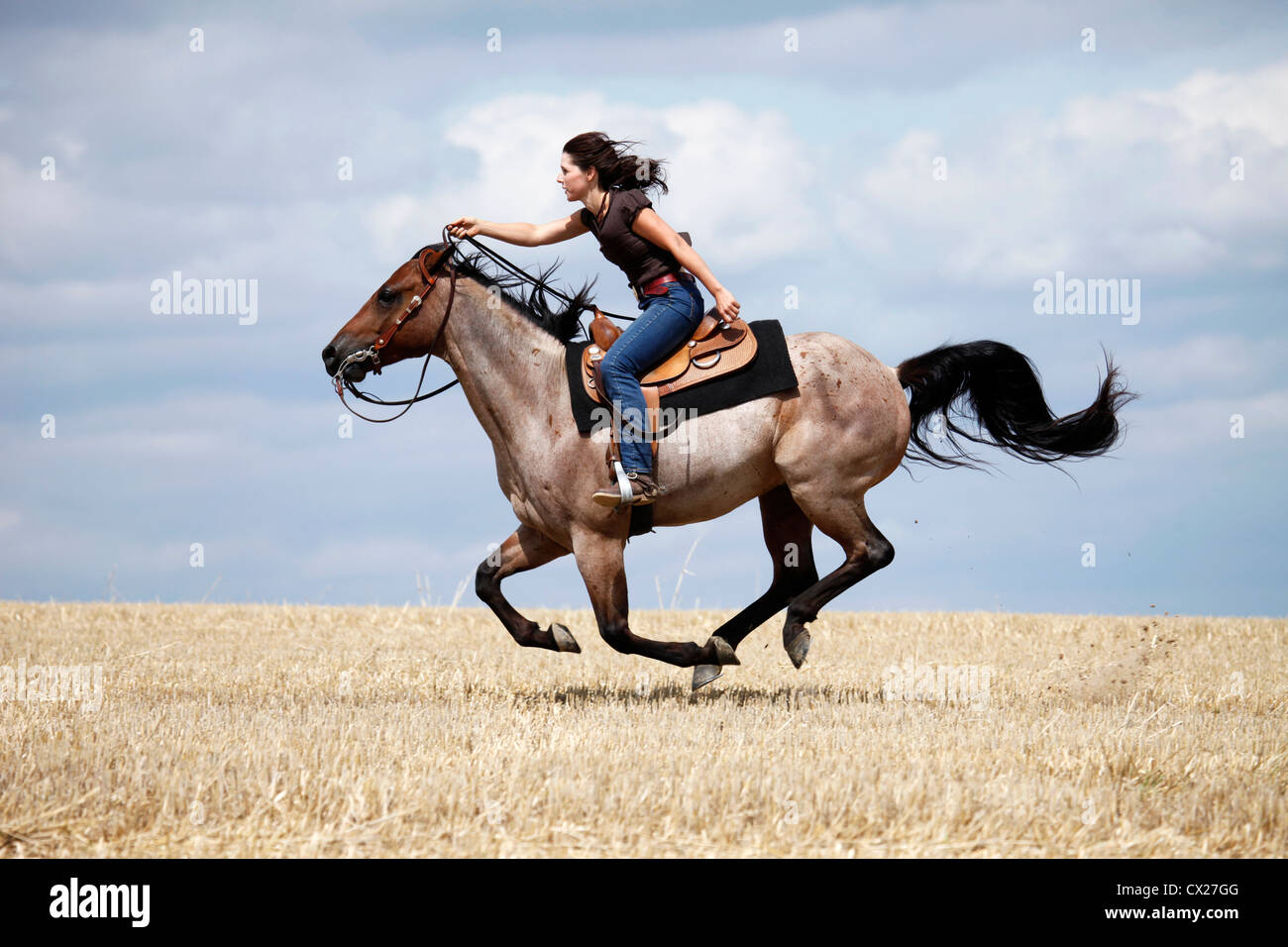 Western pferd -Fotos und -Bildmaterial in hoher Auflösung – Alamy