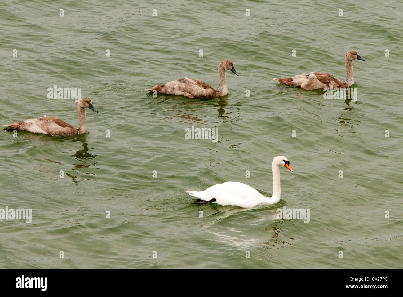 mit drei Cygnets Schwan Stockfoto mit drei Cygnets Schwan Stockfoto