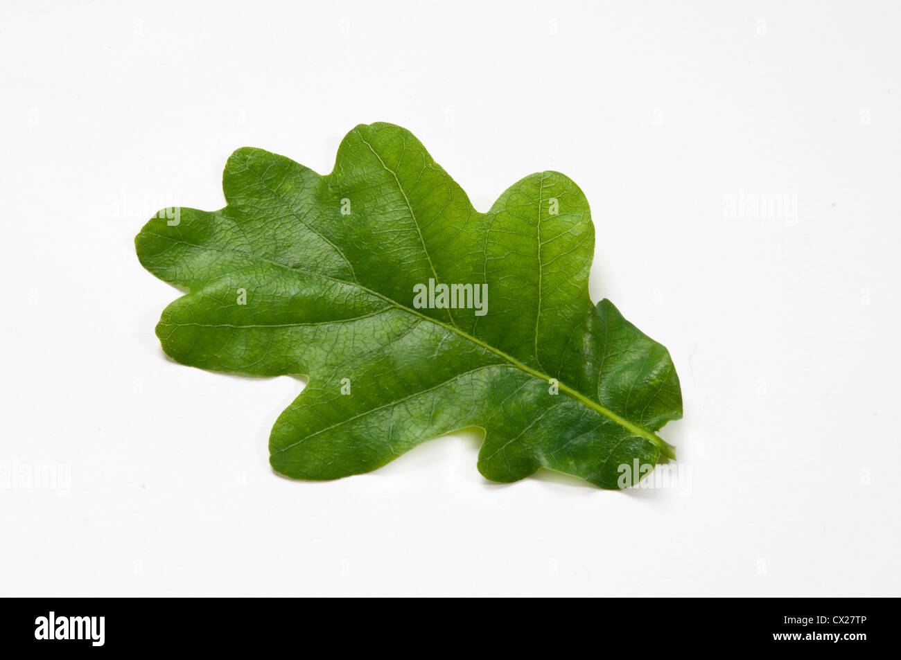 Eine einzelne grüne Eiche Blatt auf einen sauberen, weißen Hintergrund Stockfoto