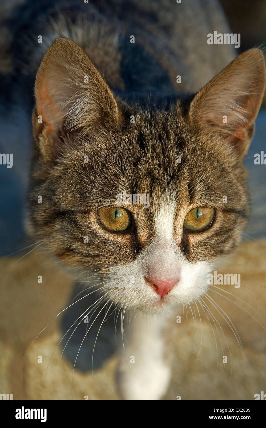 Porträt einer jungen Katze, Blick nach oben in die Kamera Stockfoto
