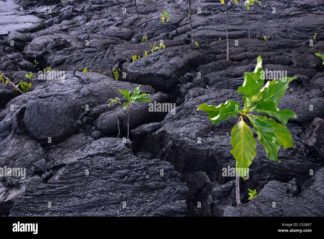 Vegetation wächst aus gehärtetem Lava, Saleaula Lava Feld, Savaii, Samoa.  1905-1911 Eruptionen des Mt. Matavanu folgen Stockfoto