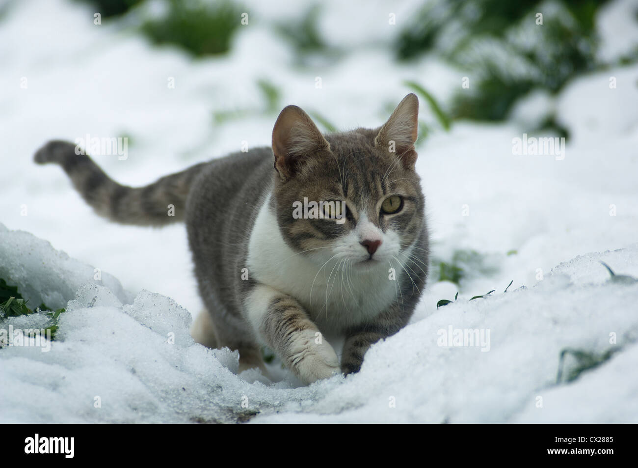 Eine junge Katze lauern im Schnee Stockfoto
