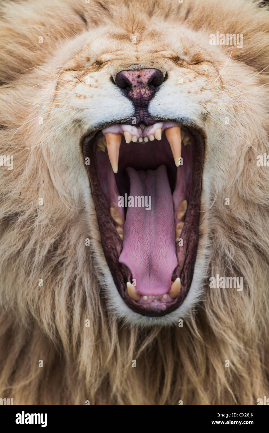 Weißer Löwe auszusetzen seine Zähne mit einem majestätischen Gähnen, Cango Wildlife Ranch, Südafrika Stockfoto