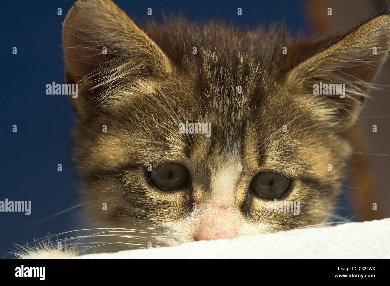 Neugierig blickte von Fensterbank Kätzchen Stockfoto