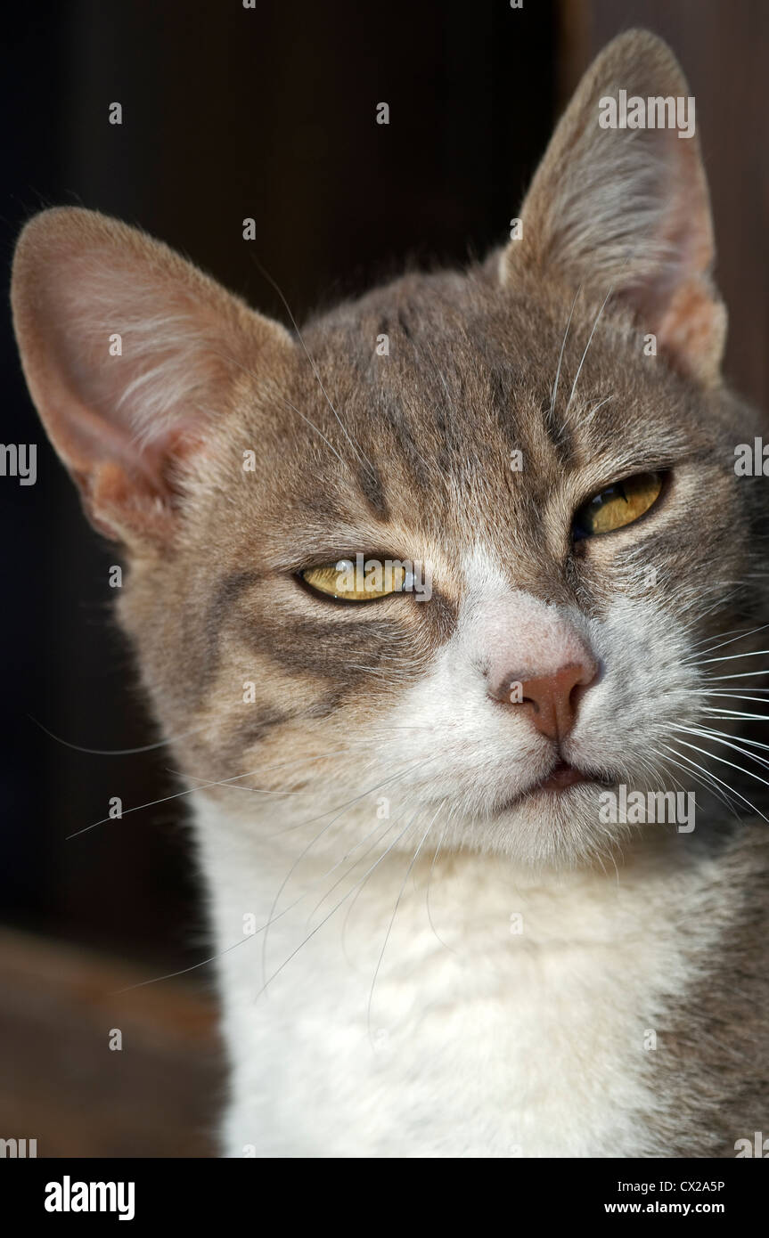 Porträt einer jungen Kater mit nachdenklichen Ausdruck Stockfoto Porträt einer jungen Kater mit nachdenklichen Ausdruck Stockfoto