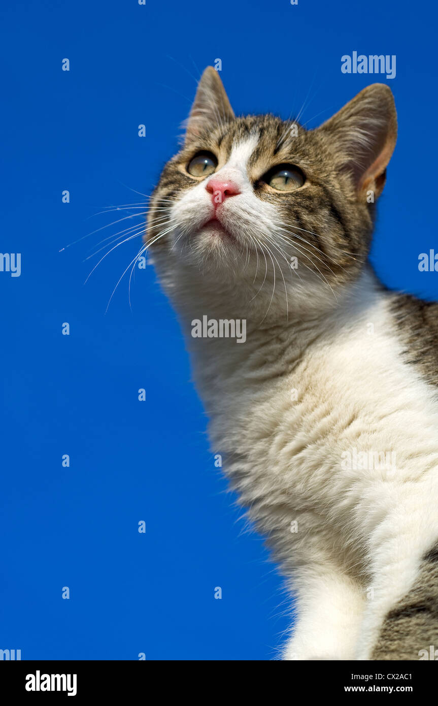 Porträt einer jungen Katze isoliert gegen blauen Himmel auf der Suche nach oben Stockfoto