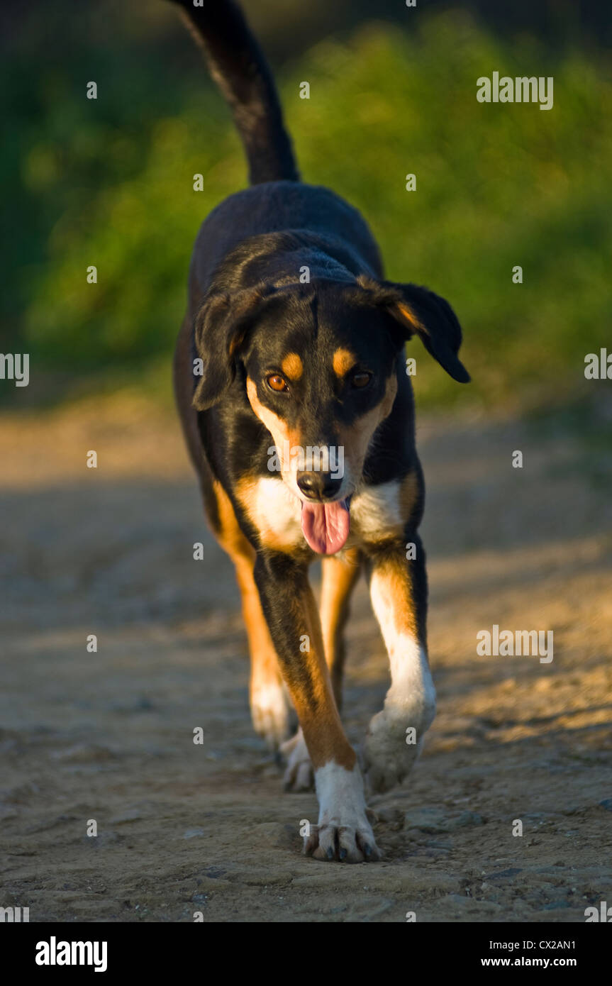 Laufender Hund im Abendlicht Stockfoto