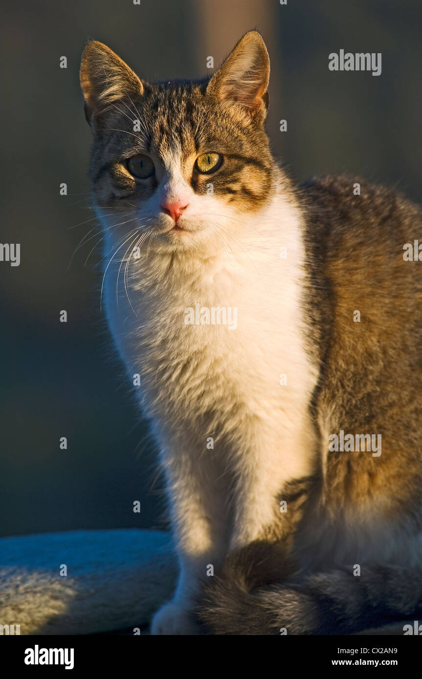 Porträt einer sitzenden jungen Katze in die Kamera schaut Stockfoto