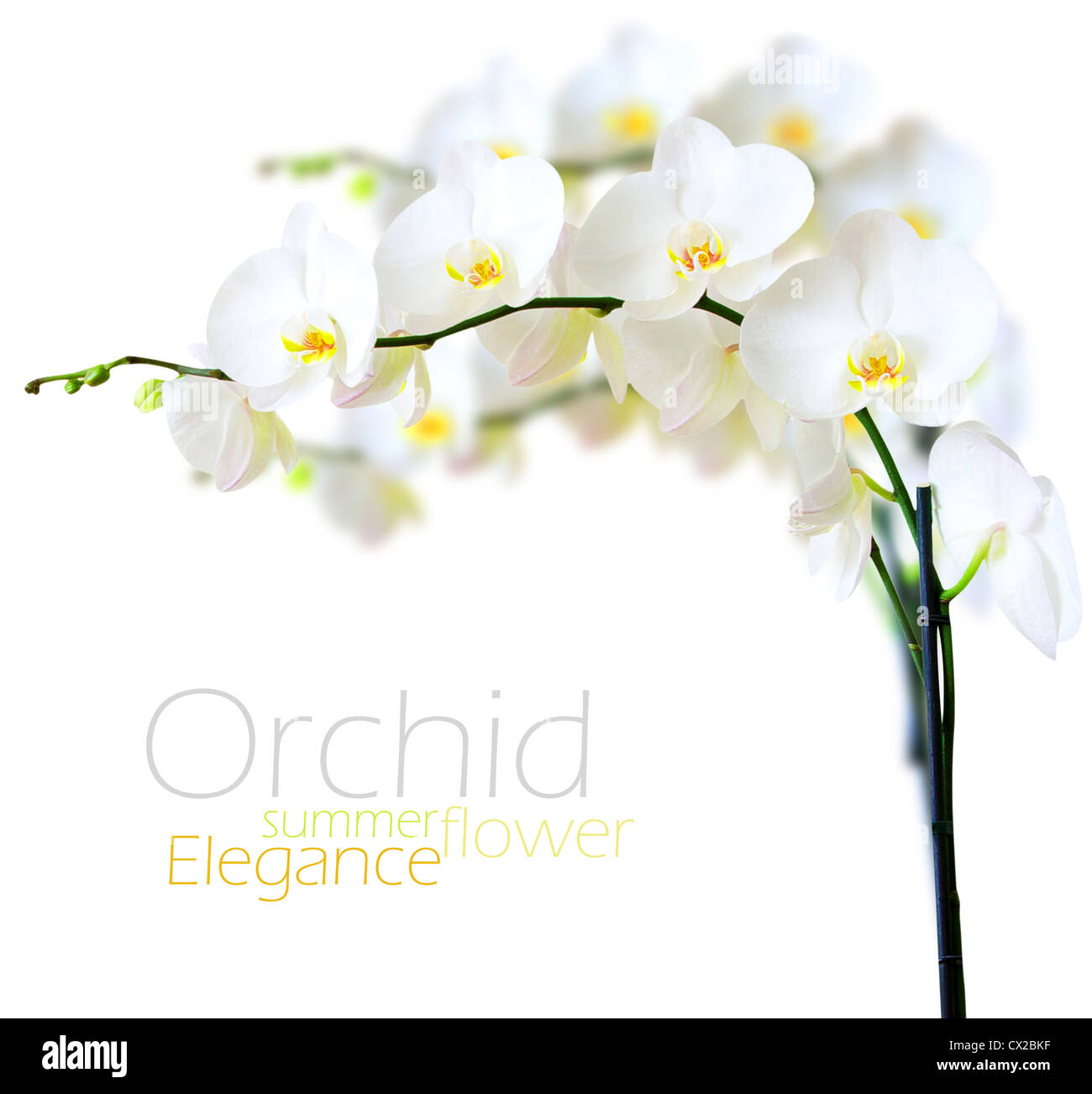 Weiße Orchidee isoliert auf weiss Stockfoto