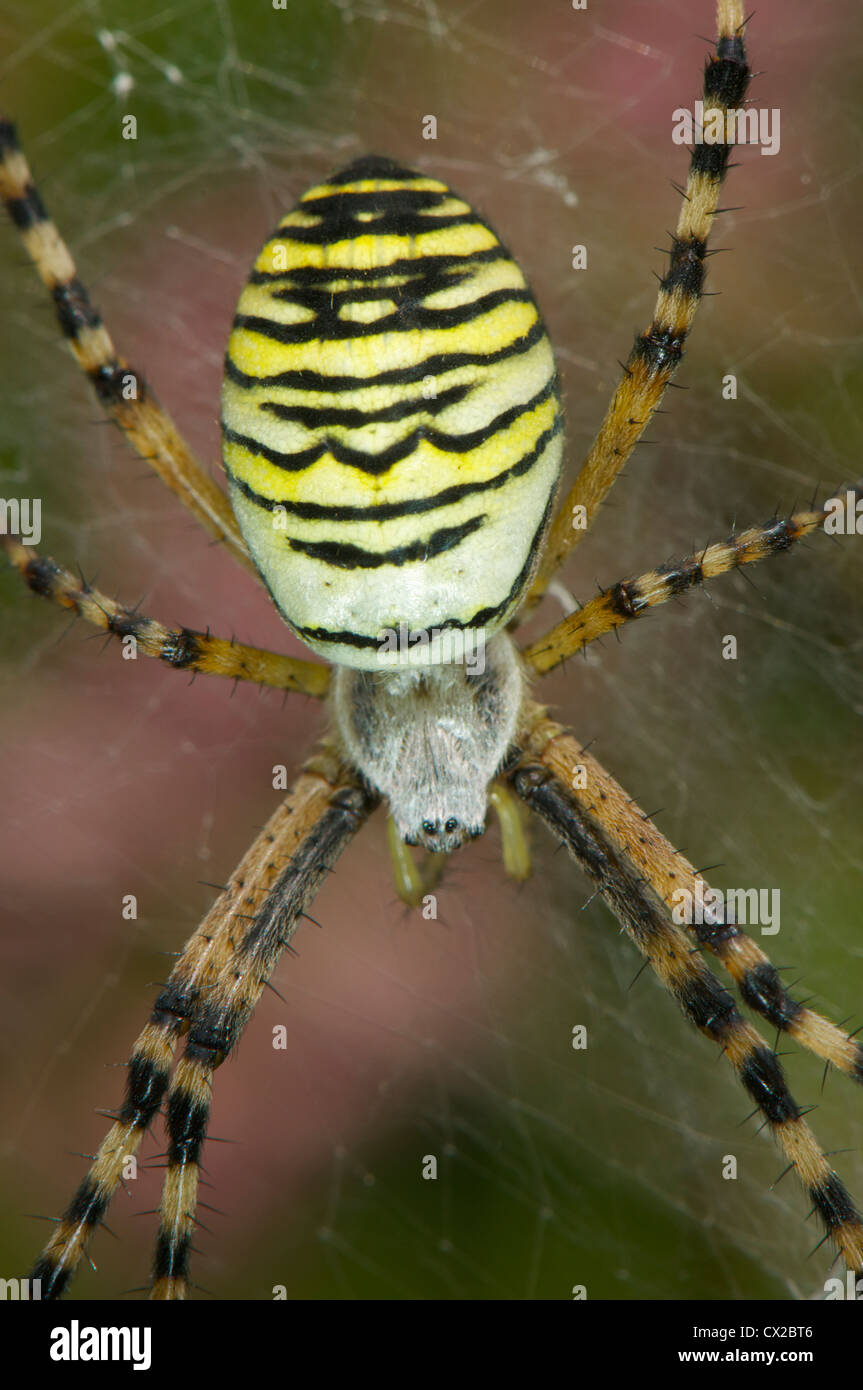 Wasp Spider Web hautnah Stockfoto