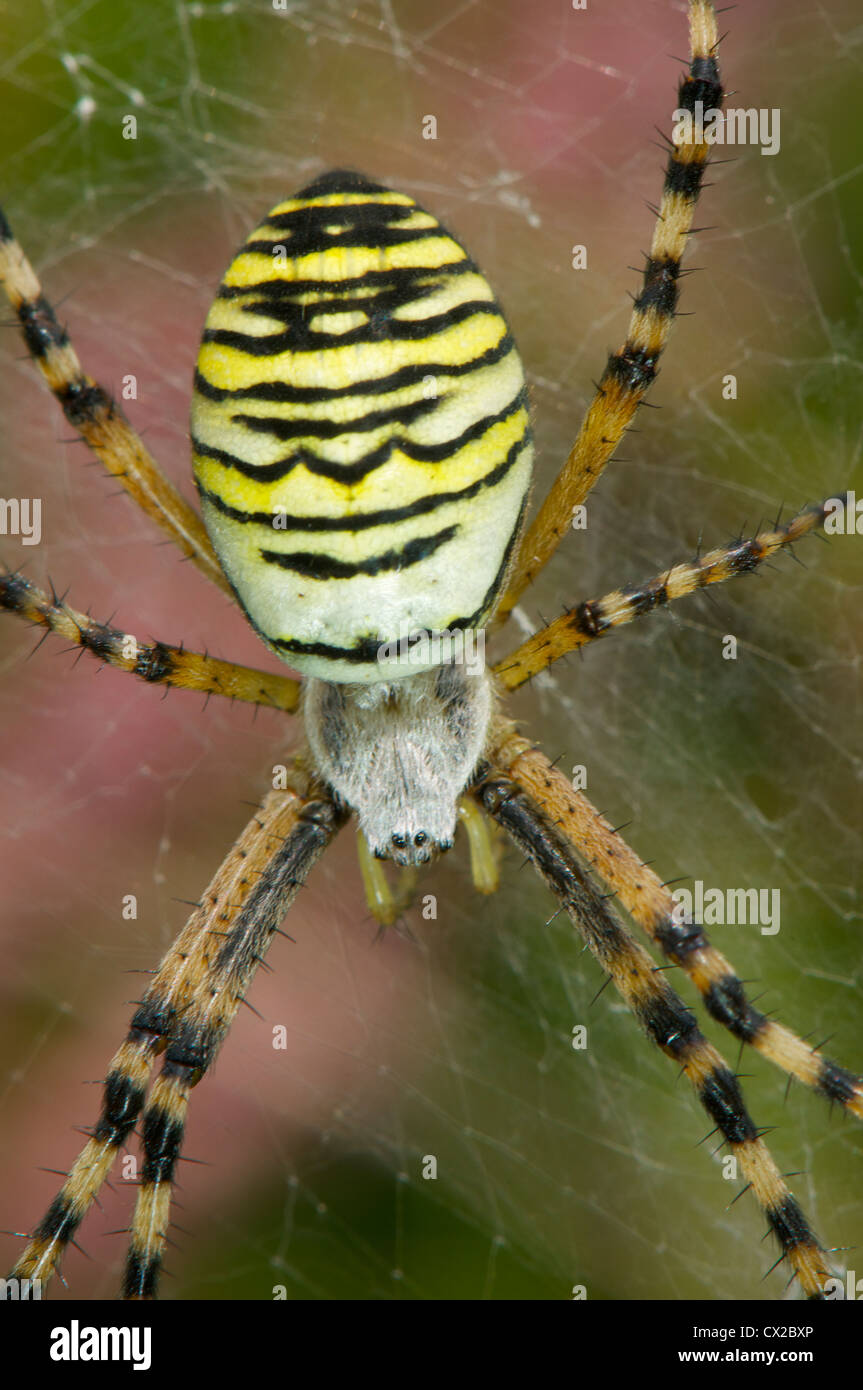 Wasp Spider Web hautnah Stockfoto