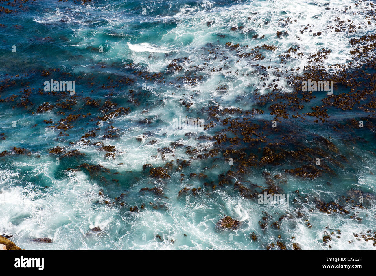 Seetang 'Wald' (Braunalgen) in den nährstoffreichen Surf-Welle am Kap der guten Hoffnung, Südafrika Stockfoto