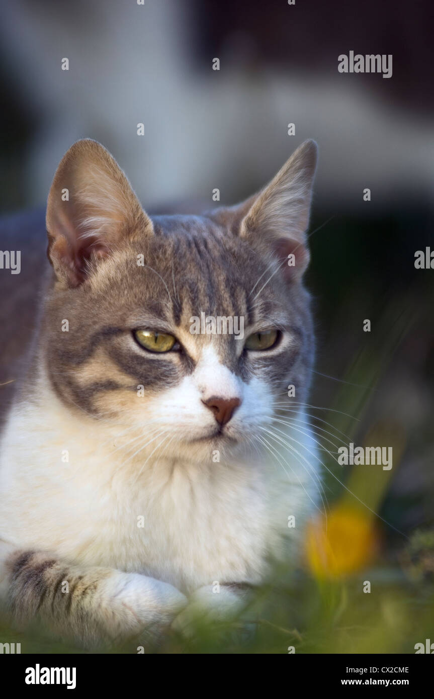 Eine junge Katze beobachten etwas aufmerksam im Garten Stockfoto