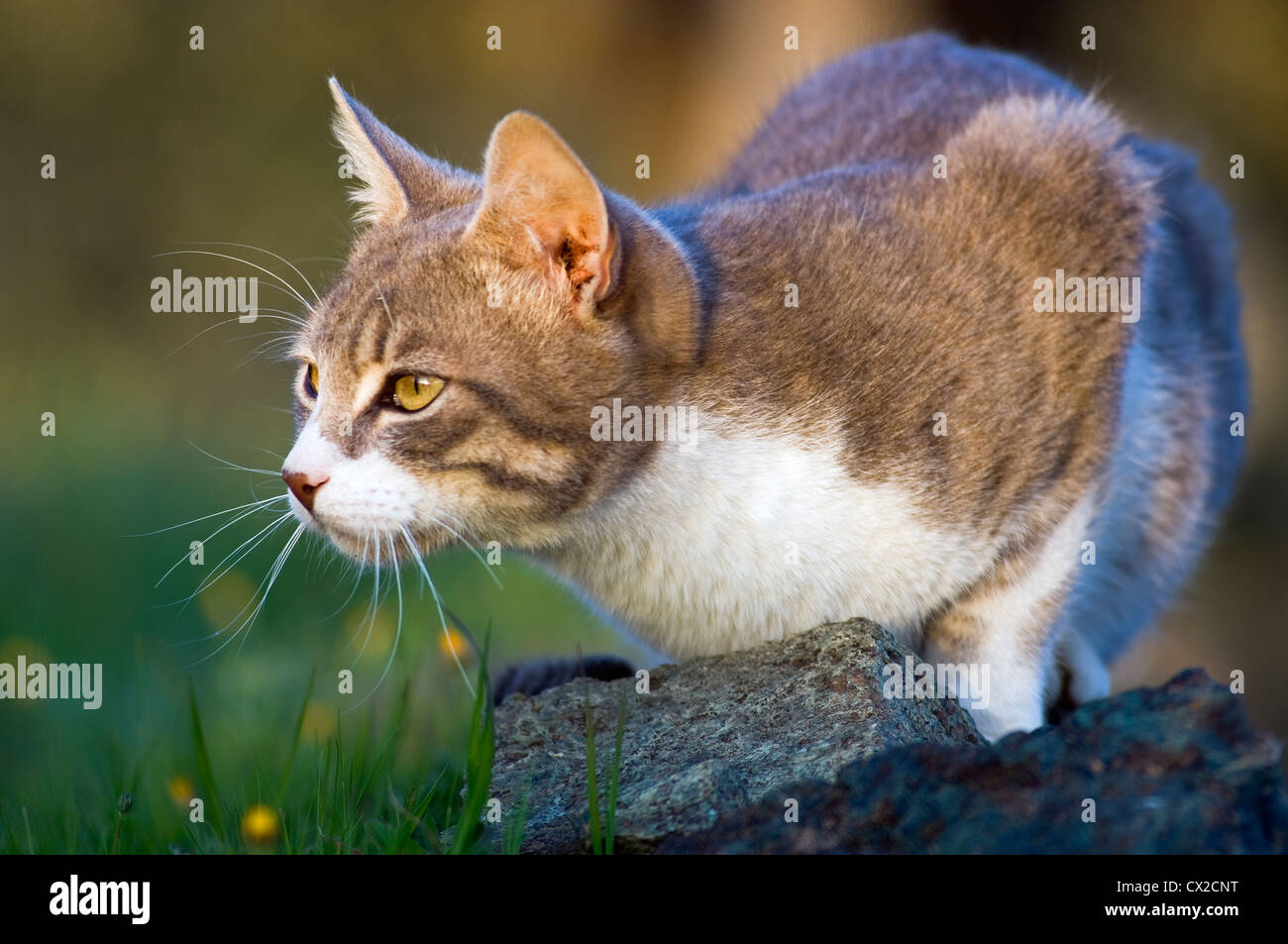 Eine junge Katze lauert im Garten Stockfoto