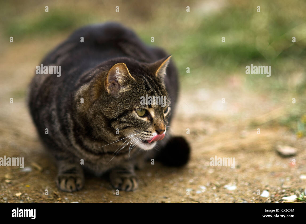 Eine lauernde Katze Stockfoto