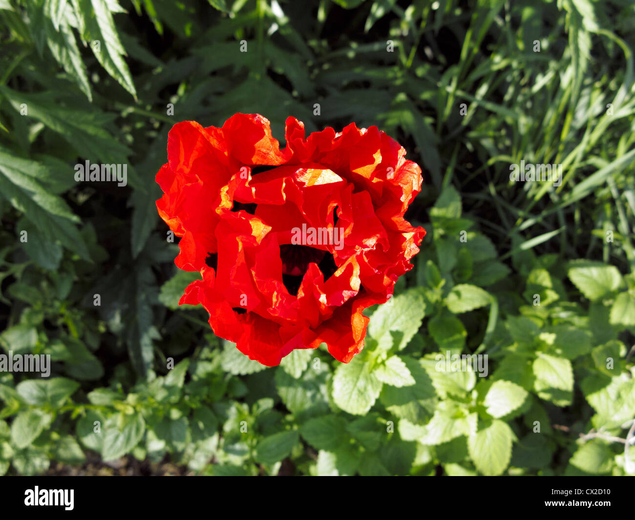 Eröffnung der scharlachroten Mohn Knospe vor üppigen grünen Garten Hintergrund Stockfoto