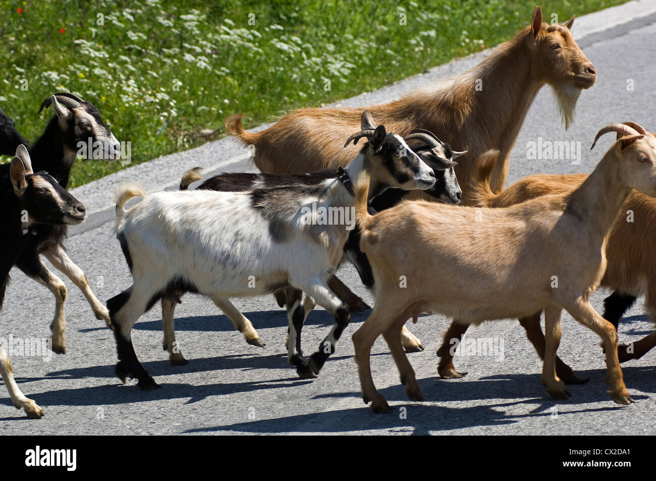 Eine Herde von Ziegen kreuzt eine Straße in Griechenland Stockfoto