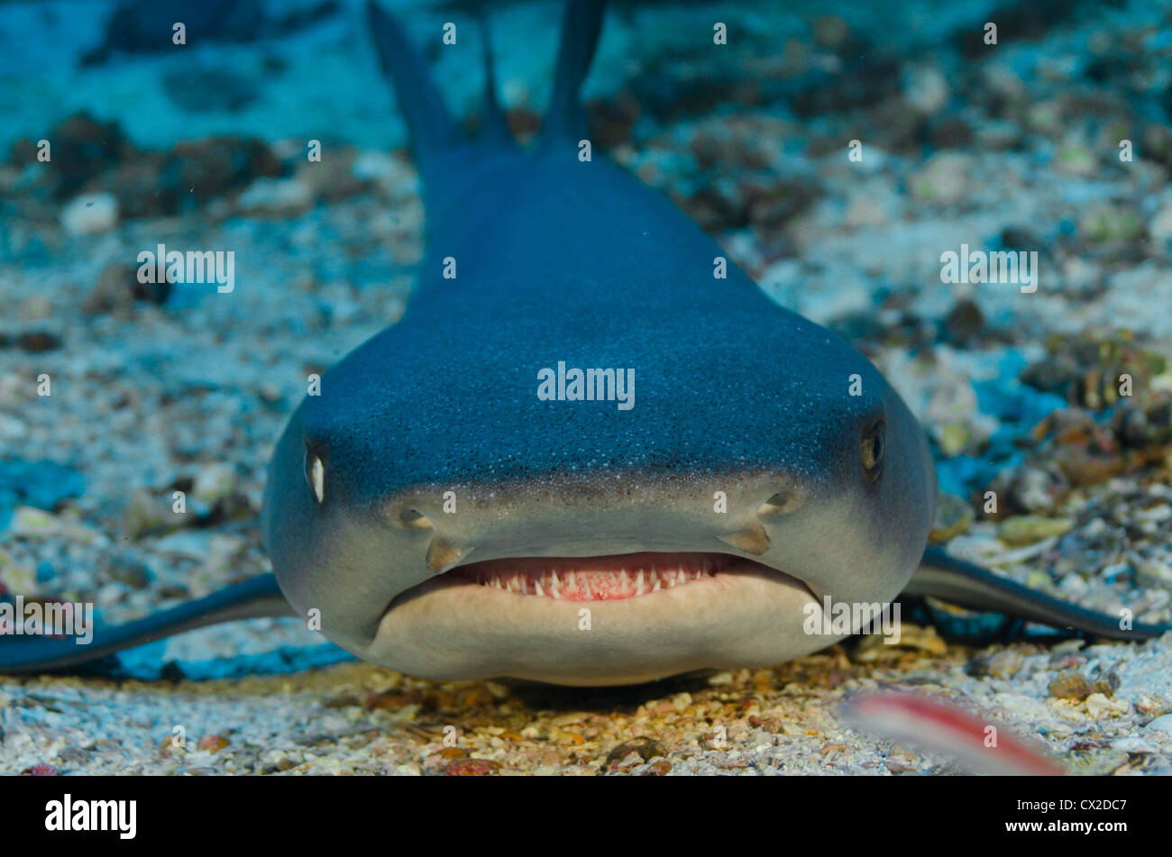 Unterwasser Riff in Cocos island, Costa Rica, Fisch, Hai, Weißspitzen Hai, Ozean, Meer, Leben im Meer, Tauchen, Stockfoto