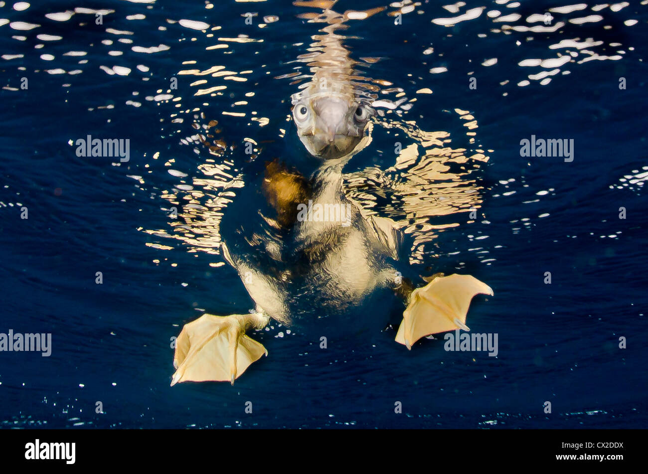 Unterwasser Riff in Cocos Island, Costa Rica, Vogel, betrachten, Schnorchel, blaues Wasser, klares Wasser, Seevögel, Sprengfallen Vogel. Stockfoto