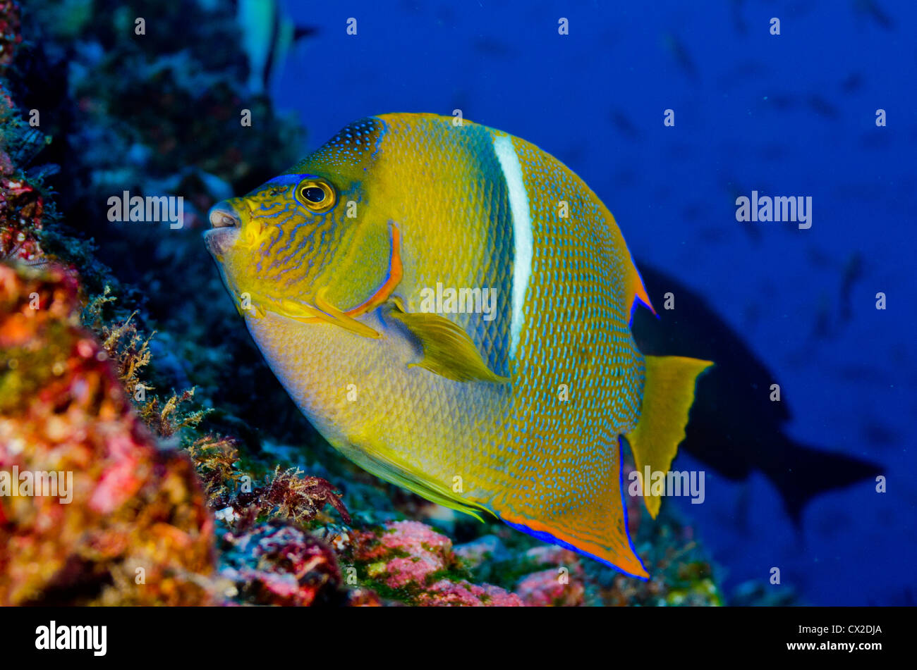 Unterwasser Riff in Cocos Island, costarica, Fisch, Angel Fische, blaues Wasser, klare Wasser, bunt, Farbe, Korallenriff, Ozean, Meer Stockfoto