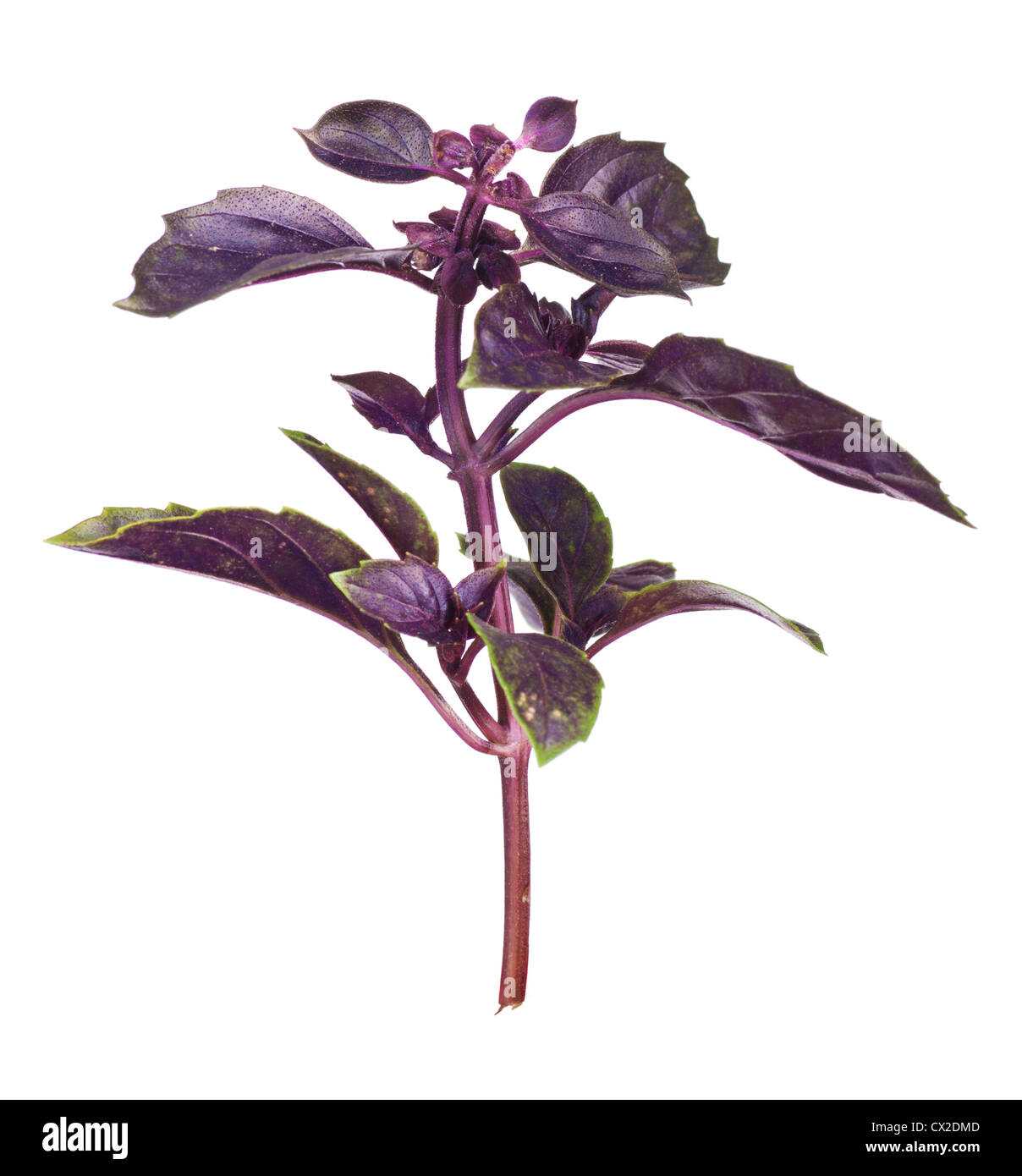 Violetten Basilikumblätter isoliert auf weiss Stockfoto