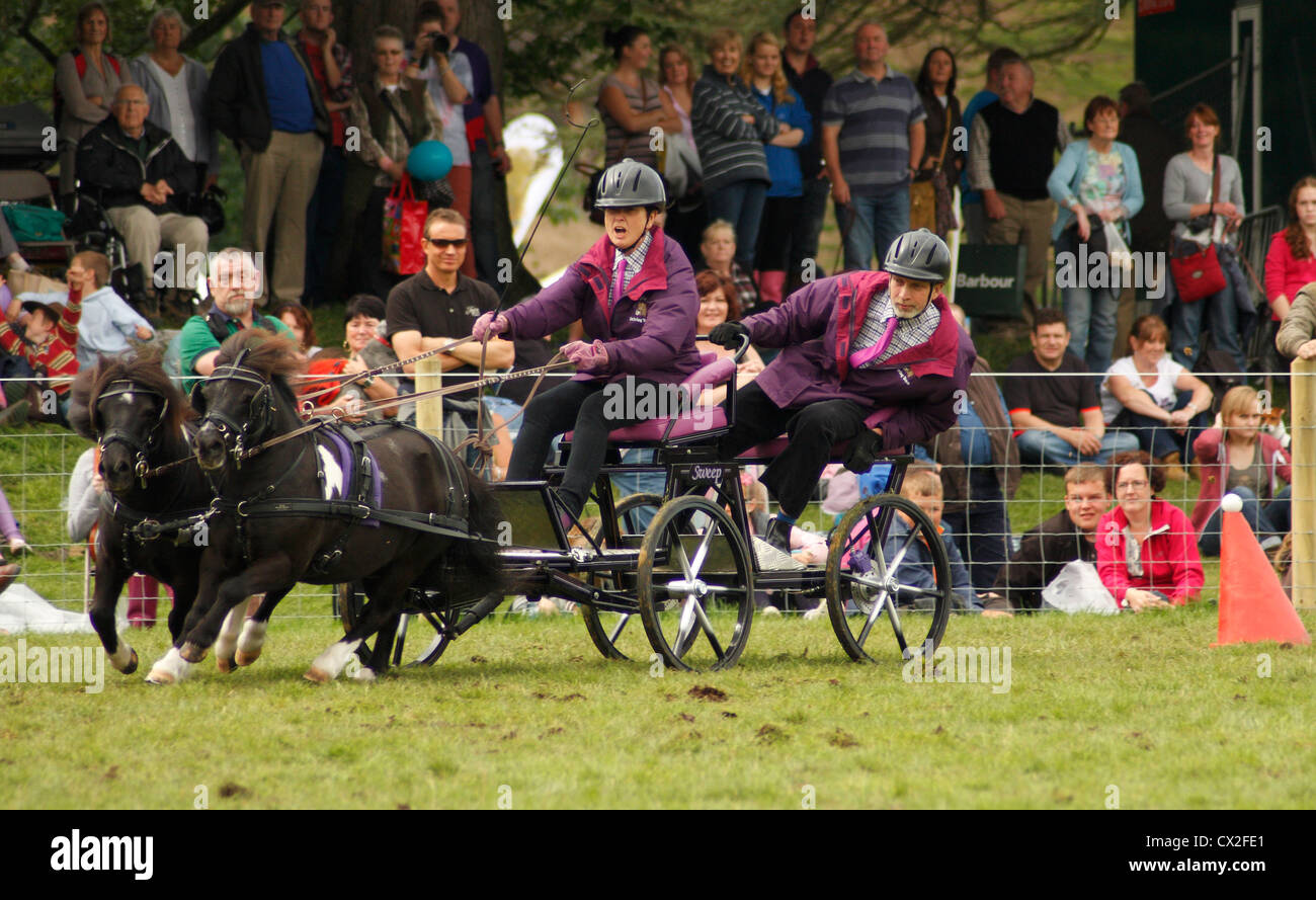 Mitglieder des Vereins huschen fahren konkurrieren in Chatsworth Country Fair 2012, Chatsworth House, Derbyshire, UK Stockfoto