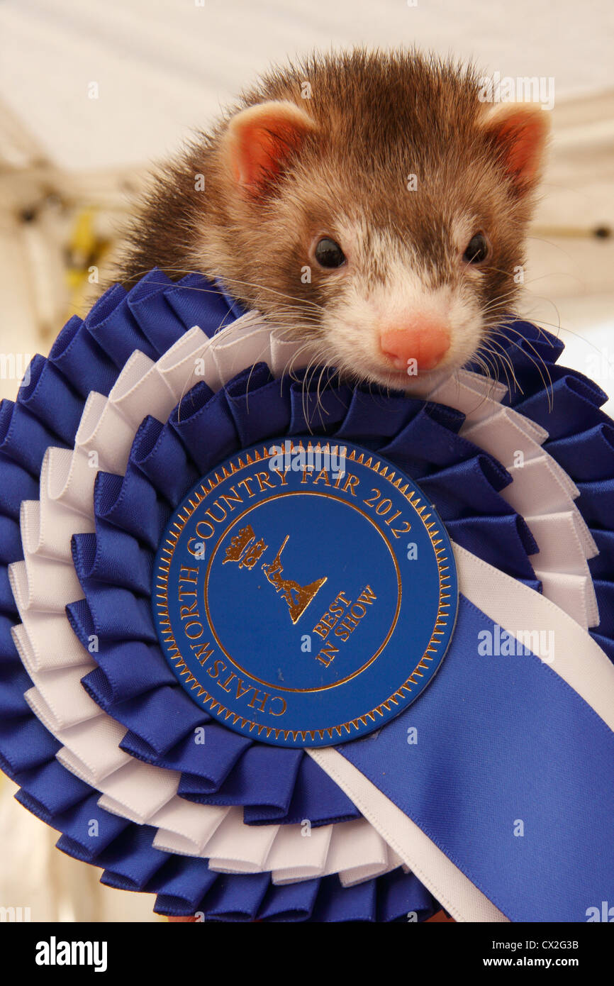 Frettchen/Polecart gewinnt Best in Show im Chatsworth Country Fair, Chatsworth House, Derbyshire, UK Stockfoto