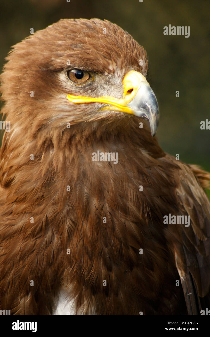 Kopfschuss von Steinadler (Aquila Chrysaetos) Stockfoto