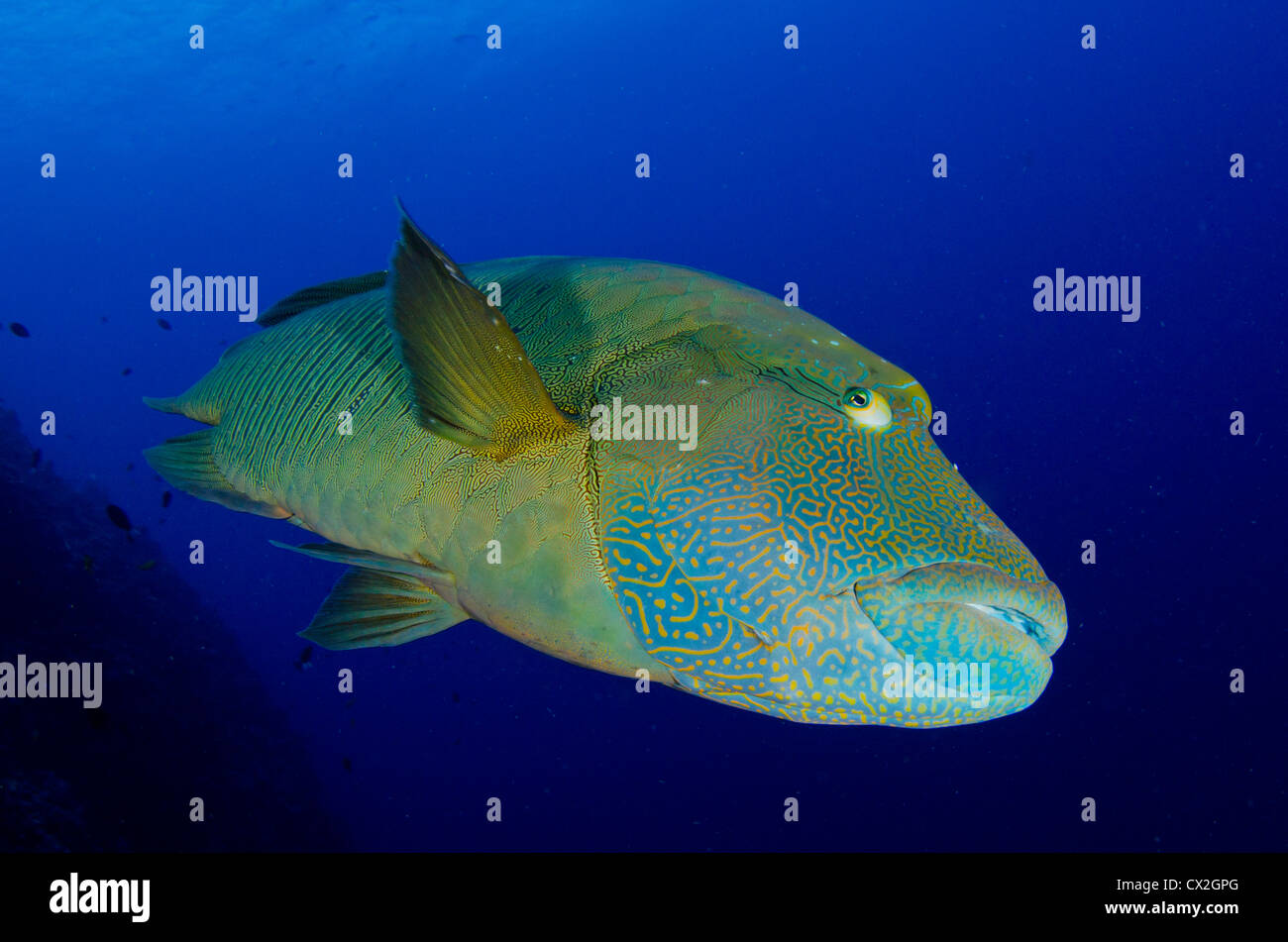 Unterwasser-Szene von Palau, Korallenriffe, Napoleom Kardinalfische, Fische, große Fische, blaues Wasser, klare Wasser, Tauchen, Tauchen, Meer, Leben im Meer Stockfoto
