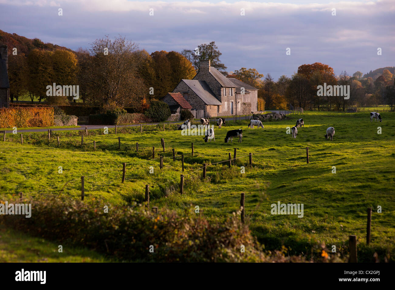 Ein Milchviehbetrieb mit Kühen auf der Weide in der Normandie bei Sonnenuntergang. Stockfoto