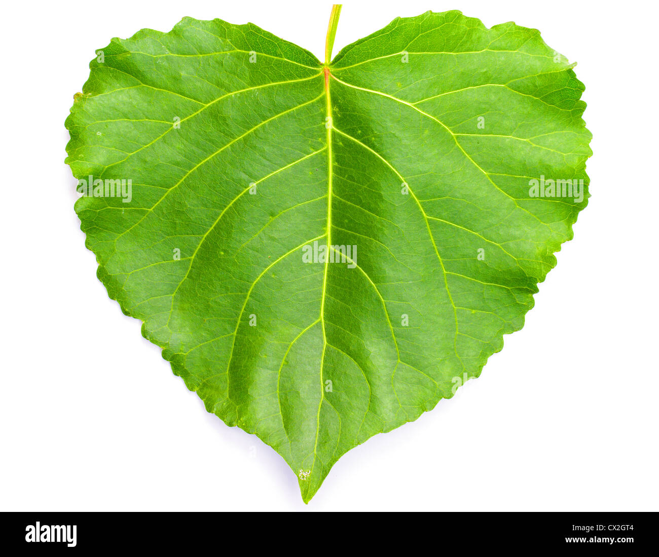 Grüne Blatt auf weiß in Herzform Stockfoto