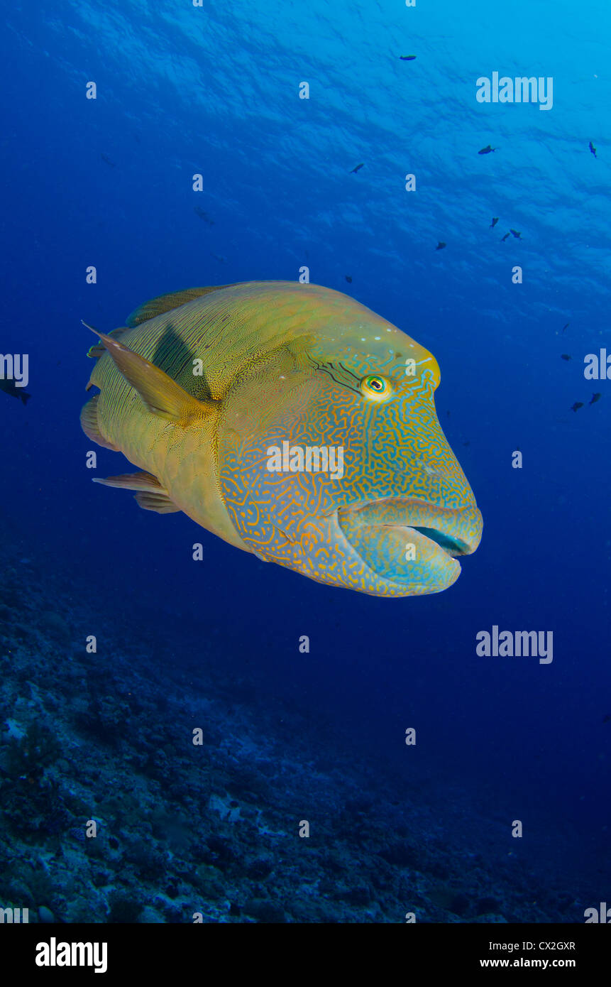 Unterwasser-Szene von Palau, Korallenriffe, Napoleon Kardinalfische, große Fische, Meerestiere, blaues Wasser, Tauchen, bunt, klares Wasser Stockfoto